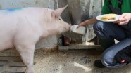 Schwein mit Molke und Teller mit Käse