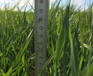 Gras mit Metermaß zur Messung der Aufwuchshöhe