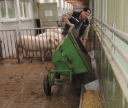 Fütterung von Masisilage