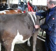 Landwirt beim Messen des Brustumfangs eines Jungviehs.