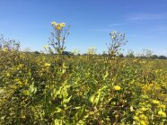 Gelbe Blüten vor blauem Himmel.