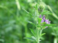 blühende Luzernepflanze