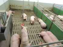 Mehrere Schweine im Stall.