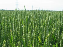 grüner Weizen im Feld