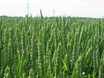 grüner Weizen im Feld 