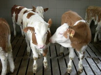 Mehrere gefleckte Kälber in einem Stall.