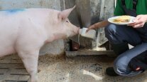 Schwein mit Molke und Teller mit Käse