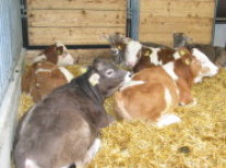 Braunvieh- und Fleckviehfresser im Stall.
