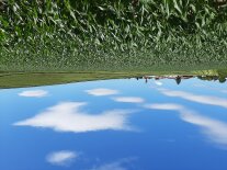 Landschaft mit Maispflanzen und Grünlandfläche vor einer Ortschaft.