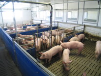 Mastschweine in einer Bucht.