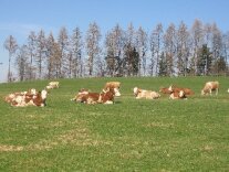 Weideaustrieb - Kühe ruhen in der Sonne