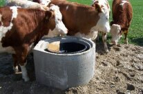 Rinder stehen um eine Wassertraenke