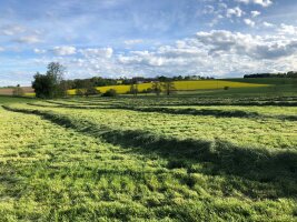 Gras in Schwaden vor der Einsilierung