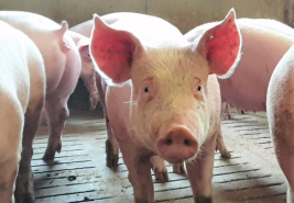 Schweine im Stall