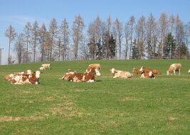 Kühe liegend auf Weide im Frühjahr