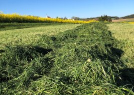 Gras zum siliern im Schwad