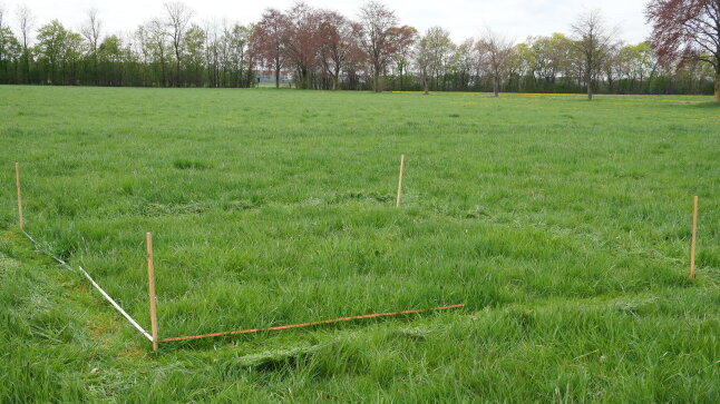 Mit Pflöcken abgesteckte und von allen Seiten ausgemähte Probefläche auf der Wiese