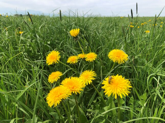 Löwenzahn Fuchsschwanz 3