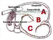 Skizze Pansenschichtung