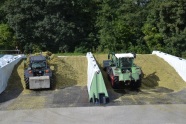 In zwei Fahrsilos wird Maissilage von Traktoren festgewalzt.