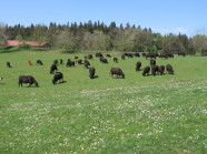 Mutterkuhherde der Rasse Angus auf der Weide