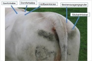 Ansicht einer Kuh von hinten mit den Beurteilungspunkte zur Vergabe der BCS Noten