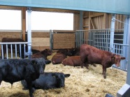 Rinder in einem Stall mit Stroh