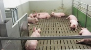 Schweine in einem Stall in einer Box