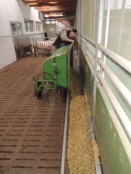 Vorlage der Maissilage im Auslahuf mittels Kippwagen von Hand