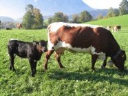 Pinzgauer Mutterkuh mit Kalb auf der Weide