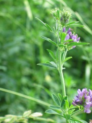 blühende Luzernepflanze