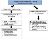 Pfeildiagramm zu den  mögliche Folgen einer übermäßigen Körperkondition durch den Rückgang der Futteraufnahme und die Verfettung der Geburtswege