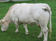 Mutterkuh der Rasse Charolais auf der Weide mit Körperkonditionsnote 3,75