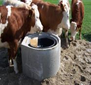 Kühe stehen an einer Beton-Tränke
