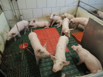 197750_Ferkel