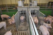 Mastschweine in zwei Buchten.