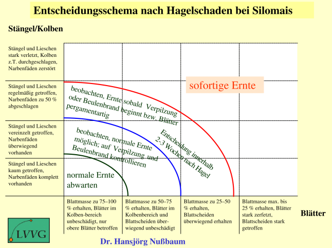 Entscheidungsschema nach Hagelschaden bei Silomais