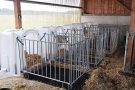 Mehrere Kälberiglus im Stall