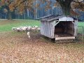 Weideunterstand mit Schafherde in Waldnähe.