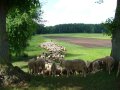 Schafherde mit Schäfer und Herdengebrauchshund