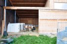 Kälberiglus im Stall