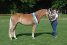 Pferd stehend nach rechts gedreht mit einer Person