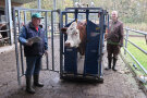 Kühe werden am Hofstall gewogen