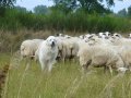 Schafherde auf der Weide mit Herdenschutzhunden