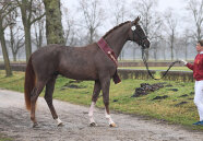 Pferd stehend mit einer Person rechts gedreht