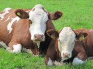 Milchkuh mit Kalb liegend auf einer Wiese