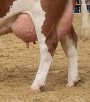 Sprunggelenke von den Hinterbeinen einer Kuh