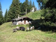 Alpine Steinschafböcke vor Almhütte