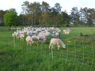 Schafherde auf Wiese im Pferch.