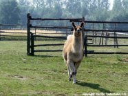 Lama/Alpaka auf einer Wiese.